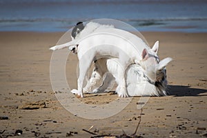 Cute border collie and bull terrier dogs playing on sandy beach, isolated