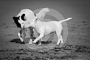 Cute border collie and bull terrier dogs playing on sandy beach, isolated in black and white