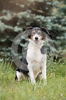 Cute border collie dog