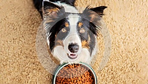 Cute Border Collie Dog Looking at Camera Waiting for his Treat - Generative Ai