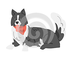 Cute Border Collie Dog, Lying Shepherd Pet Animal with Black White Coat in Red Neckerchief Cartoon Vector Illustration