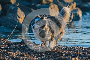 Cute Border Collie dog running out from the water in evening