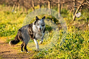 Cute border collie dog running outdoors on a sunny day