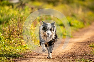 Cute border collie dog running outdoors on a sunny day