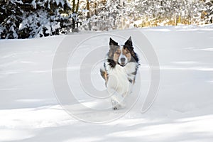 Cute Border Collie dog running on snow