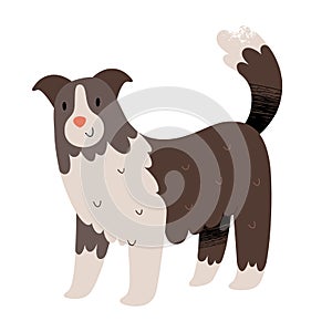 Cute border collie illustration, sheepdog or shepherd dog, vector clipart isolated