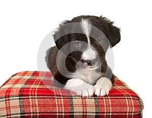 Cute border collie puppy