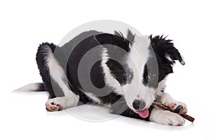 Cute border collie puppy with a bone