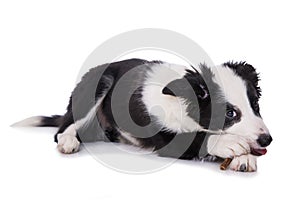 Cute border collie puppy with a bone