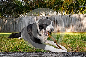 Cute Border Collie puppy chewing a stick