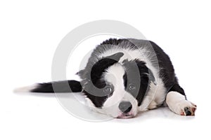 Cute border collie puppy lying on white background