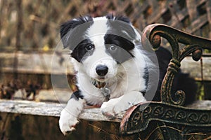 Cute border collie puppy lyng on a old garden bench