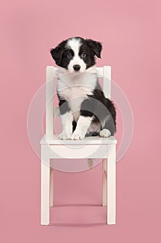 Cute border collie puppy sitting on a white wooden chair on a pink background looking at the camera