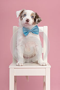 Cute border collie puppy sitting on a white chair on a pink background wearing a blue bow tie looking at the camera