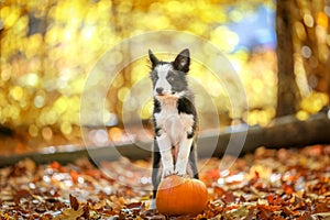 Cute border collie puppy stays on pumpkin photo