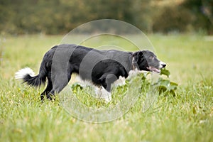 Cute border collie puppy walks