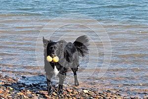 Cute Border Collie running in water at beach