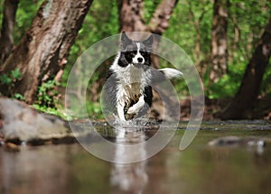 Border Collie Runs in Water