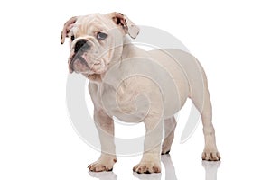 Cute and bored english bulldog stands and looks to side