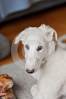 A cute borzoi puppy lying on a carpet on the floor next to a person holding a dog toy. Playful and cute white Russian greyhound