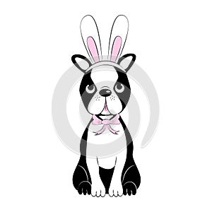 Cute Boson Terrier in bunny ears. Easter Illustration - vector