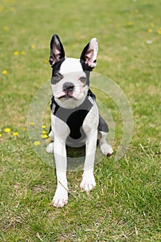 Cute Boston Terier puppy sitting on grass with yellow dandilions. Her ears are erect, she is looking at the camera.