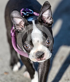 Cute Boston Terrier dog looking at camera.