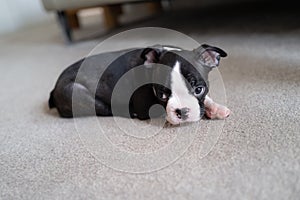 Cute Boston Terrier puppy lying down on a carpet with her big eys open and looking upwards