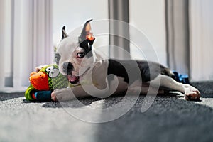 Cute Boston Terrier puppy portrait, she is looking at the camera smiling. She is lying down with a toy in her front paws indoors o