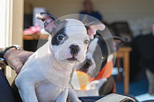 A cute Boston Terrier puppy sitting on a lap looking at the camera. Another Boston Terrier dog is behind her. They are outside in