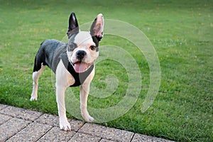 Cute Boston Terrier puppy standing outside smiling. She has her tounge out. She is wearing a harness.There is copyspace