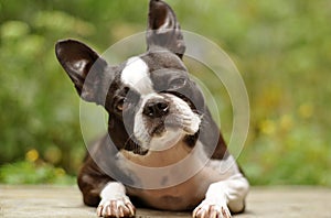 Cute boston terrier tilted head