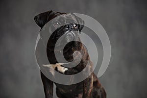 Cute boxer dog is sitting and looking up to side