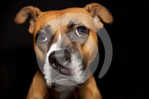 A cute boxer making a funny face