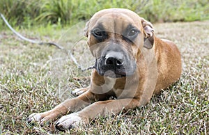 Cute boxer and pitbull mix breed puppy dog laying down outside on leash