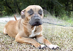 Cute boxer and pitbull mix breed puppy dog laying down outside on leash