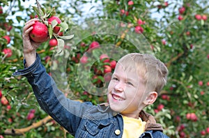 Cute boy in apple orchard