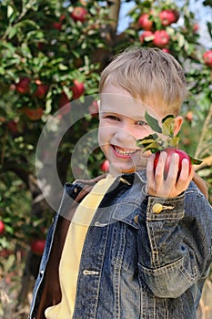 Cute boy in apple orchard