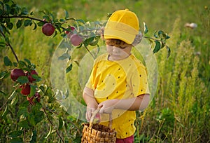 Cute boy collects apples from a tree