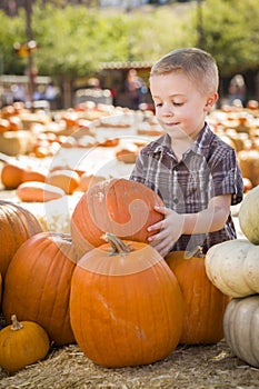 Cute Boy Gathering His Pumpkins at a Pumpkin Patch