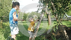 A cute boy with his mother near the cherry tree. A woman takes out stones and gives her son berries.