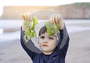 Cute boy holding seaweed with proud face on sunny day,Active boy showing fresh seaweed from the beach sand with bright light, Chil