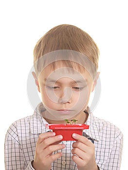 Cute boy looking on new plant. Isolated