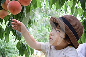 cute boy is picking fruits which are fresh peaches