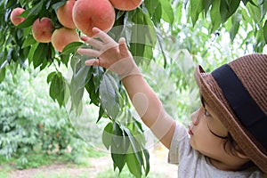 cute boy is picking fruits which are fresh peaches