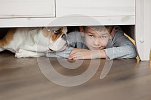 Cute boy plays on the floor on a carpet with puppies of English bulldog