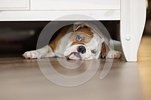 Cute boy plays on the floor on a carpet with puppies of English bulldog