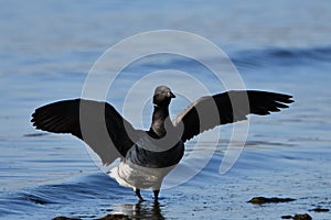 Cute Brant goose with out stretched wings