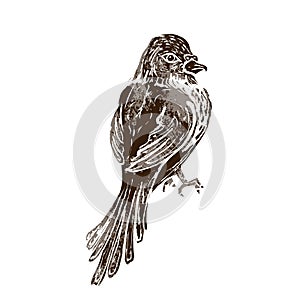 Cute brave bird in linocut retro style, vintage silhouette of bird isolated on white