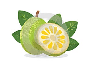 A cute Breadfruit fruit illustration